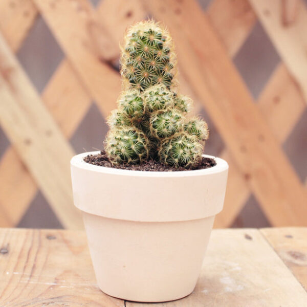 Lady Fingers Cactus Mammillaria Elongata - Image 2