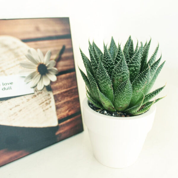 Gasteria Flow Spiky Aloe - Image 3