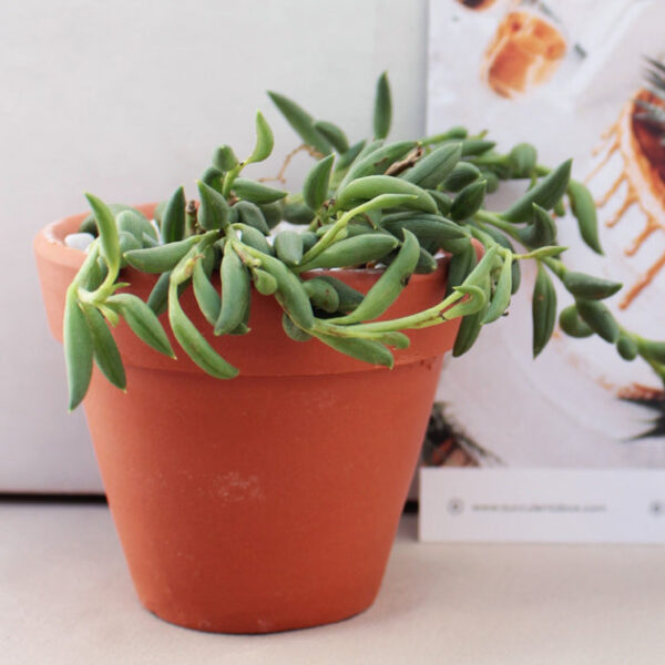 Senecio String of Bananas - Image 3