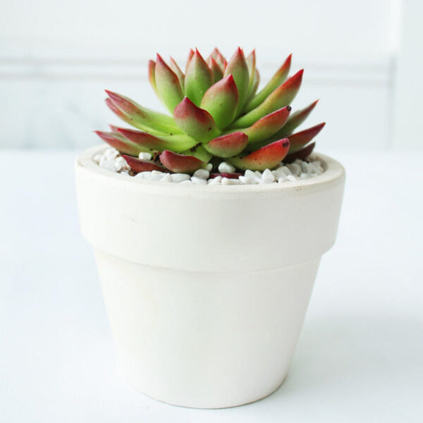 Echeveria Agavoides Lipstick Succulent - Image 3
