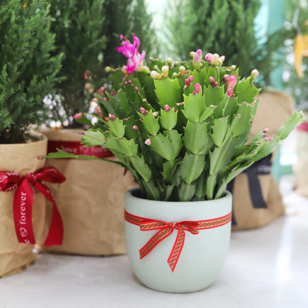 Random Color Christmas Cactus Thanksgiving Cactus - Image 9