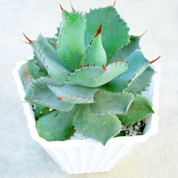 Maguey Chato Agave - Image 2