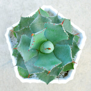 Maguey Chato Agave