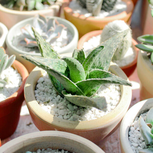 White Fox Aloe Plant - Image 6