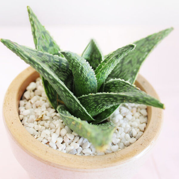 White Fox Aloe Plant - Image 3