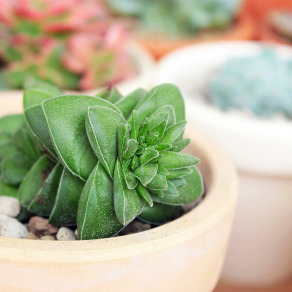 Crassula Springtime Succulent - Image 2
