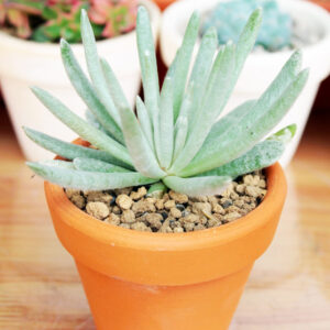 Woolly Senecio Scaposus