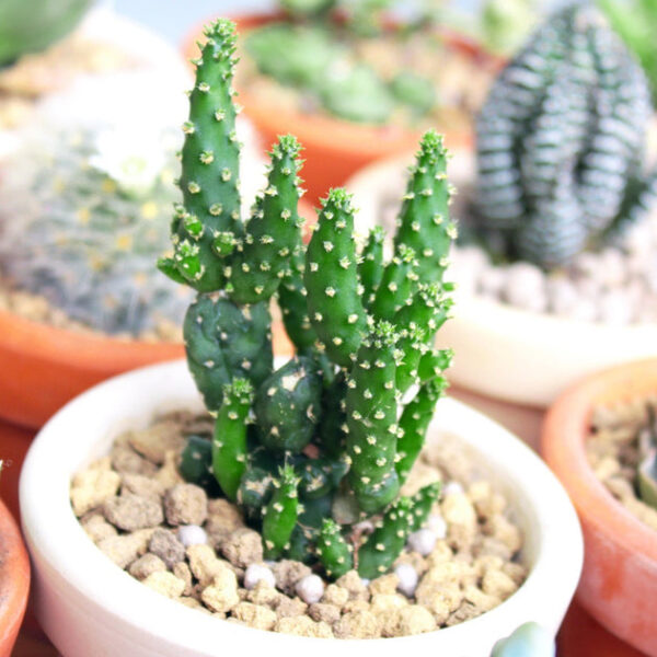 Joseph's Coat Cactus - Image 3