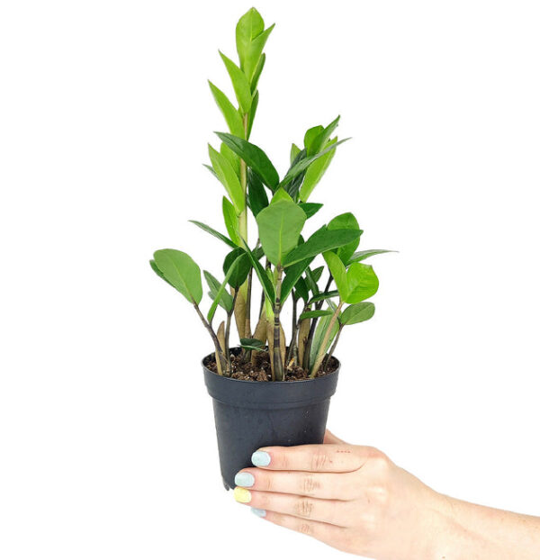 ZZ Plant - Image 6