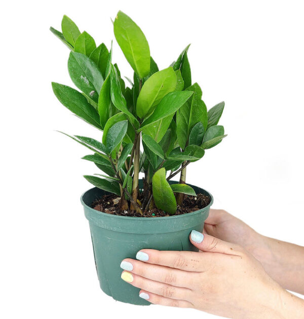 ZZ Plant - Image 7
