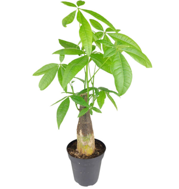 Pachira Stump Money Tree - Image 5