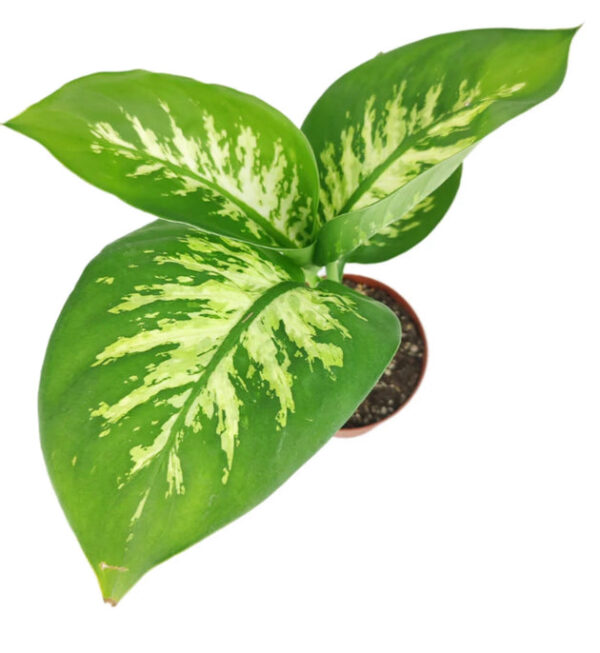 Dieffenbachia Tropic Snow - Image 6