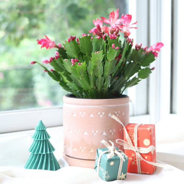 Random Color Christmas Cactus Thanksgiving Cactus - Image 2