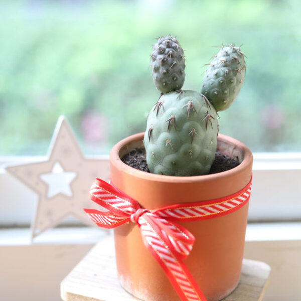 Rare Tephrocactus Geometricus - Image 8