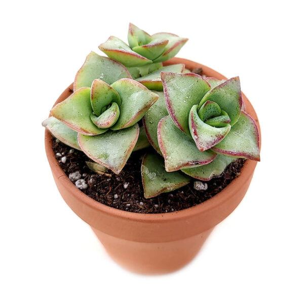 Crassula Ivory Towers - Image 3