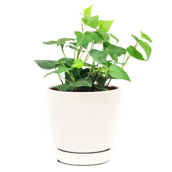 Green Ivy Plant - Image 7