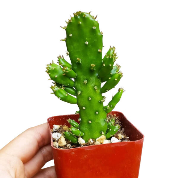 Joseph's Coat Cactus - Image 6