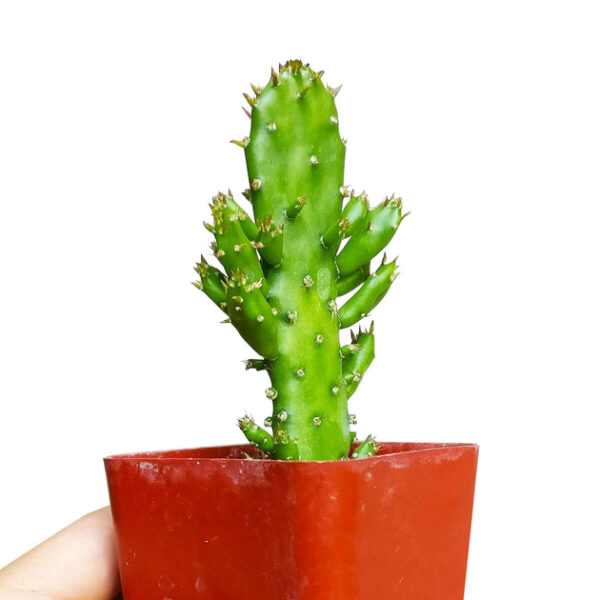 Joseph's Coat Cactus - Image 7