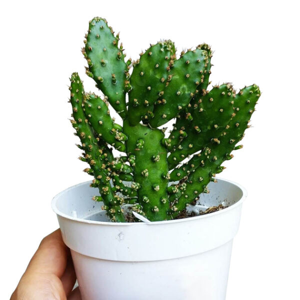 Joseph's Coat Cactus - Image 9