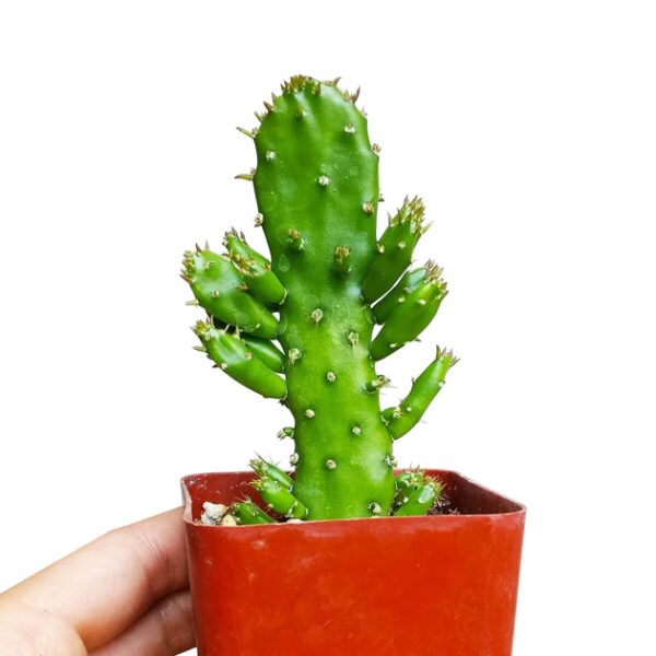 Joseph's Coat Cactus - Image 8
