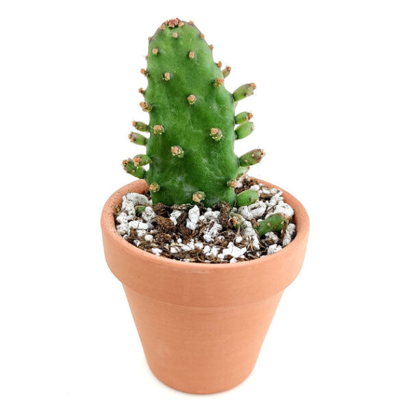 Joseph's Coat Cactus - Image 4