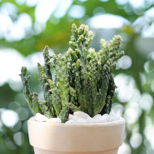 Joseph's Coat Cactus