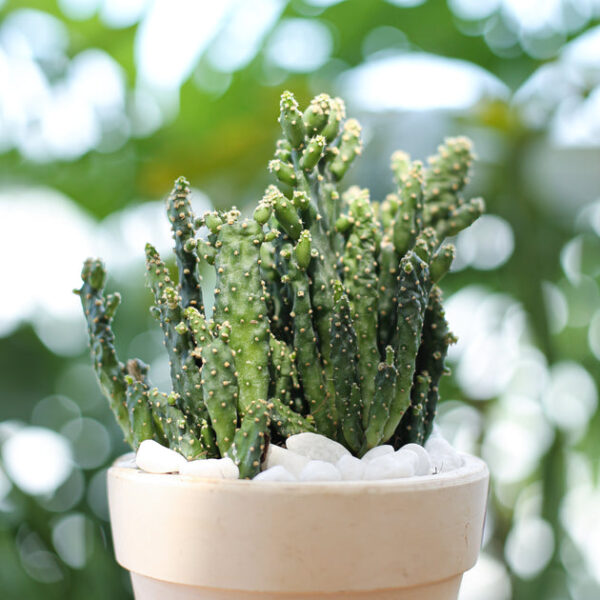 Joseph's Coat Cactus