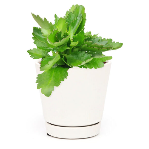 Kalanchoe blossfeldiana 'Calandiva White' - Image 9