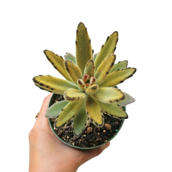 Kalanchoe Chocolate Soldier - Image 5