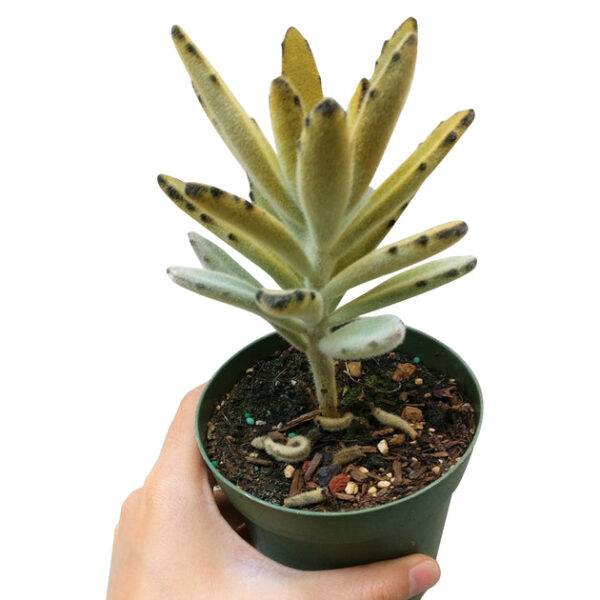 Kalanchoe Chocolate Soldier - Image 6