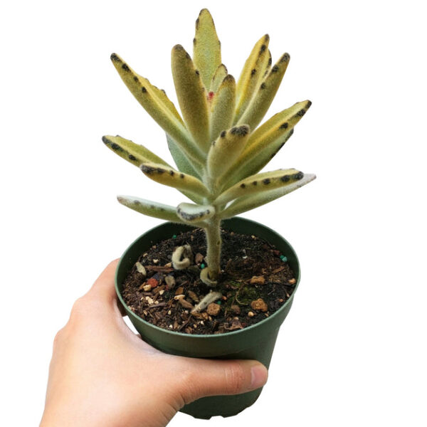 Kalanchoe Chocolate Soldier - Image 7