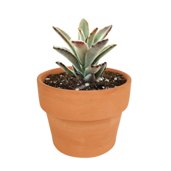 Kalanchoe Chocolate Soldier - Image 9