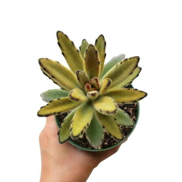 Kalanchoe Chocolate Soldier - Image 8
