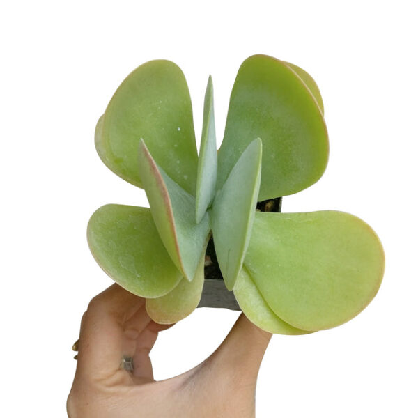 Kalanchoe Flapjacks Succulent - Image 7