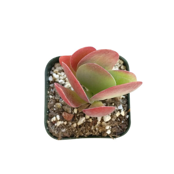 Kalanchoe Flapjacks Succulent - Image 6