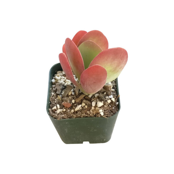 Kalanchoe Flapjacks Succulent - Image 4