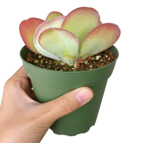 Kalanchoe Flapjacks Succulent - Image 3
