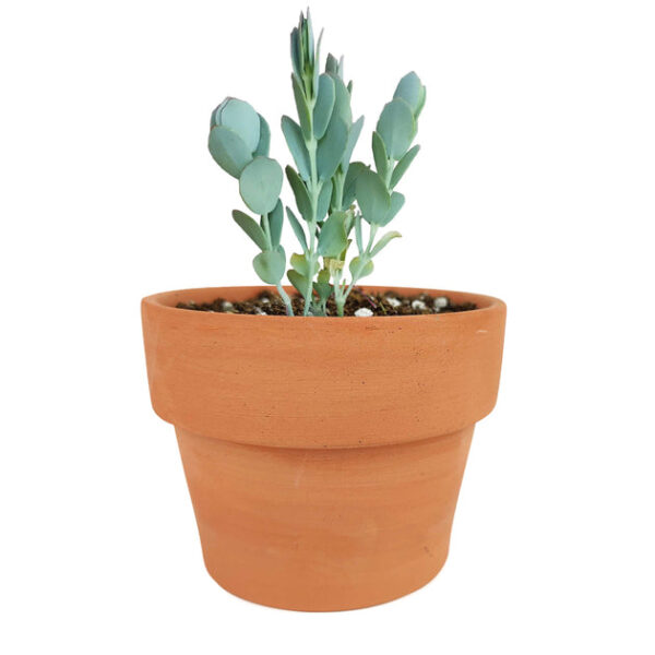 Kalanchoe Panamensis - Image 9