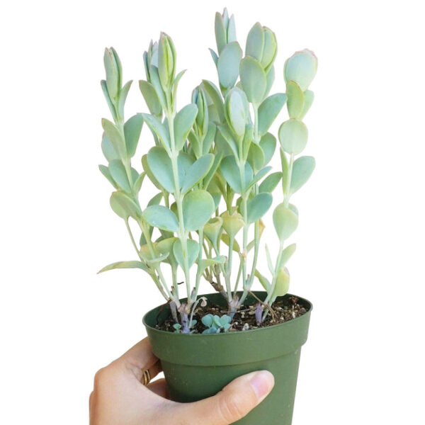 Kalanchoe Panamensis - Image 7