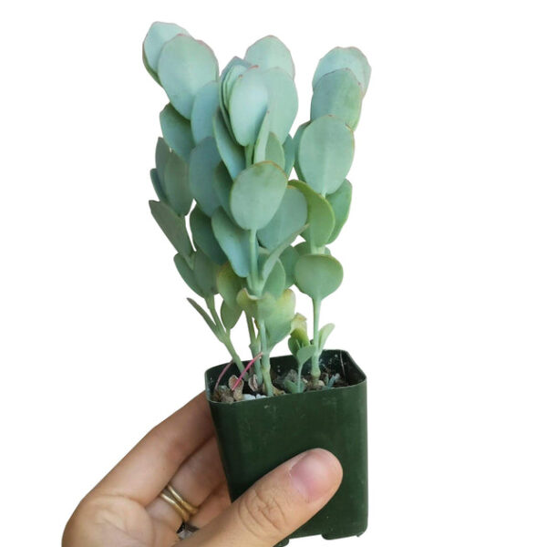 Kalanchoe Panamensis - Image 3