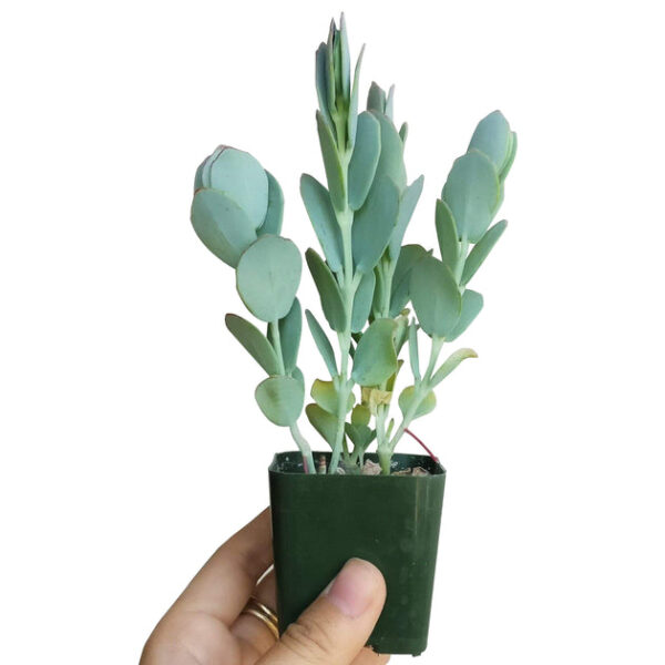 Kalanchoe Panamensis - Image 4