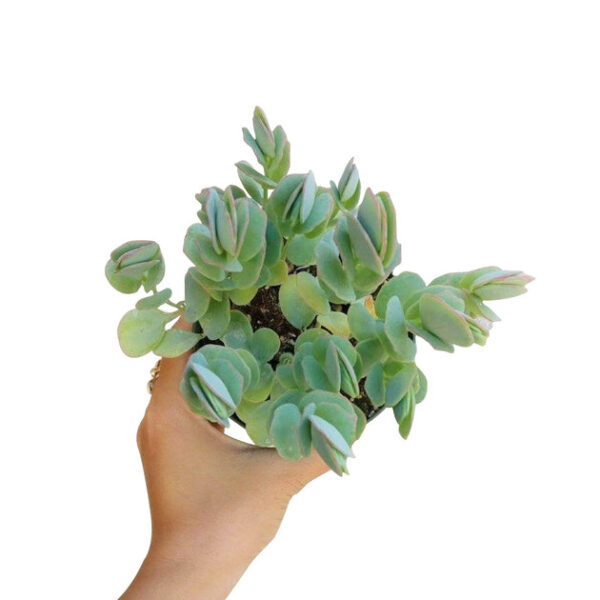 Kalanchoe Panamensis - Image 6