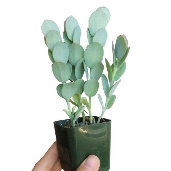 Kalanchoe Panamensis - Image 2