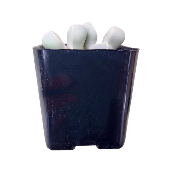 Karoo Rose Lapidaria margaretae Cactus - Image 8