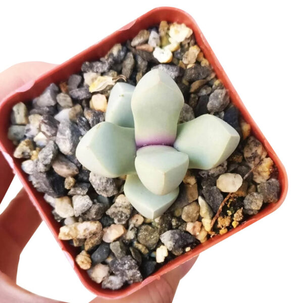 Karoo Rose Lapidaria margaretae Cactus - Image 7