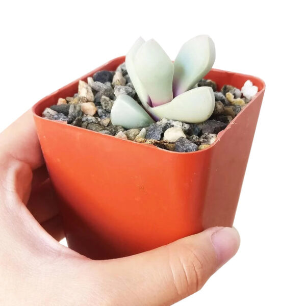 Karoo Rose Lapidaria margaretae Cactus - Image 5