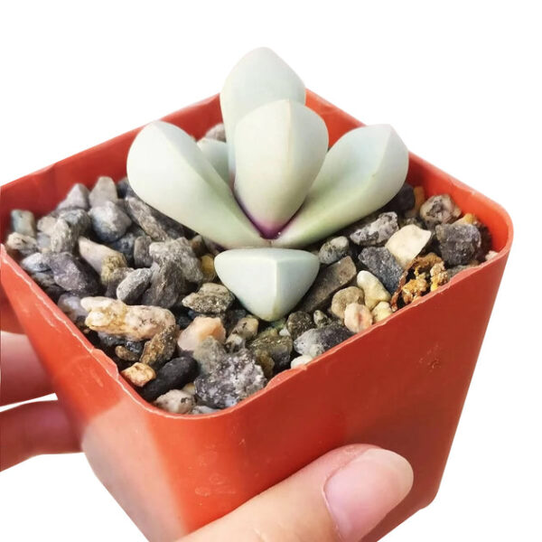 Karoo Rose Lapidaria margaretae Cactus - Image 4