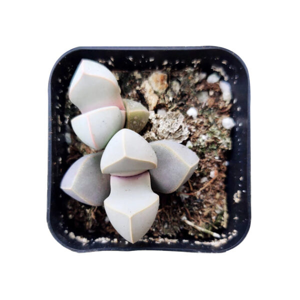 Karoo Rose Lapidaria margaretae Cactus - Image 9