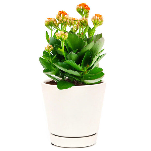 Kalanchoe blossfeldiana 'Calandiva Orange' - Image 6