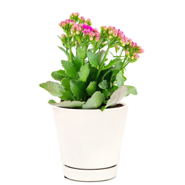 Kalanchoe blossfeldiana 'Calandiva Purple' - Image 6